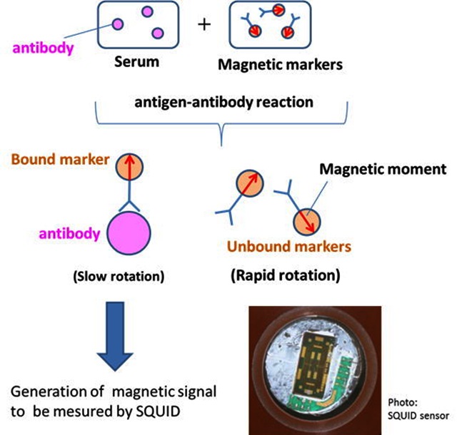 Immunoassay